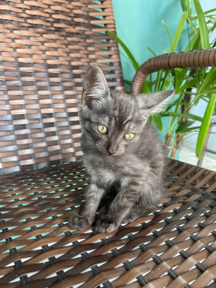 Gato raça SRD-ViraLata idade Abaixo de 2 meses nome Sem nome