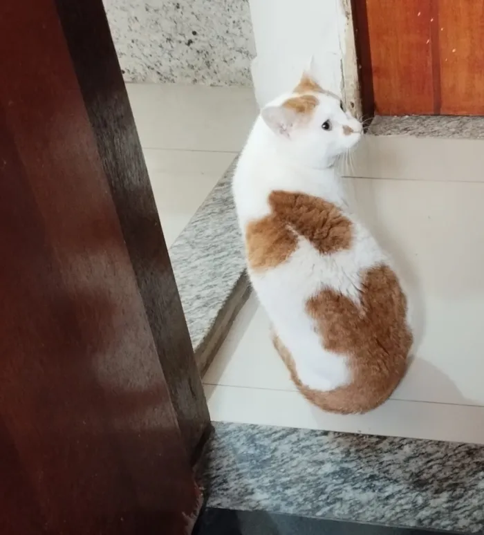 Gato raça SRD-ViraLata idade 2 anos nome Paçoca e Ted 