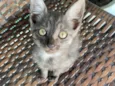 Gato raça SRD-ViraLata idade Abaixo de 2 meses nome Sem nome
