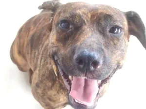 Cachorro raça SRD-ViraLata idade 2 anos nome Safira