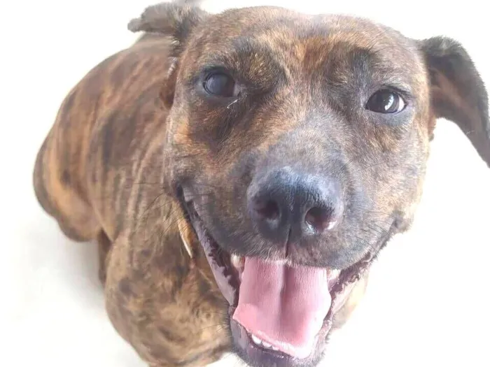 Cachorro raça SRD-ViraLata idade 2 anos nome Safira