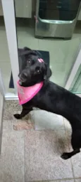 Cachorro raça SRD-ViraLata idade 5 anos nome KALI