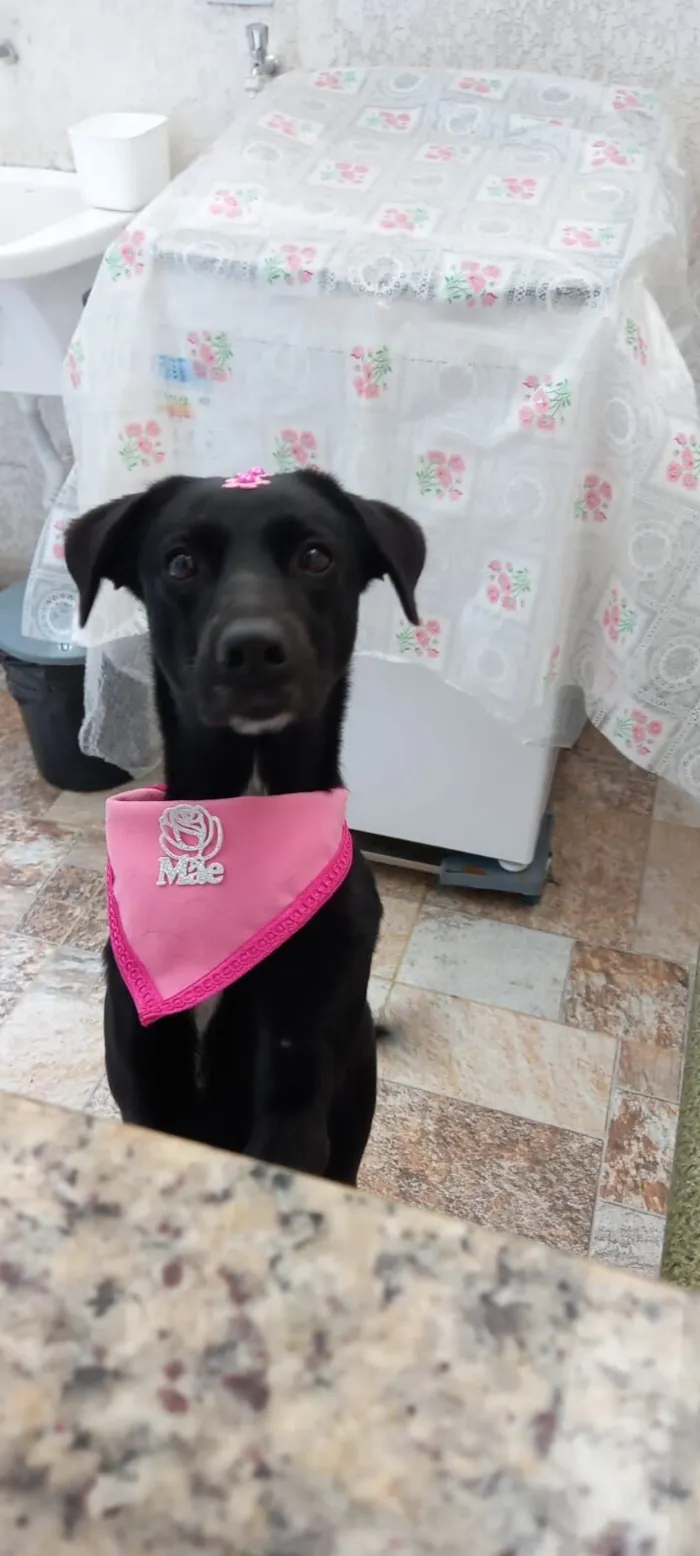 Cachorro raça SRD-ViraLata idade 5 anos nome KALI