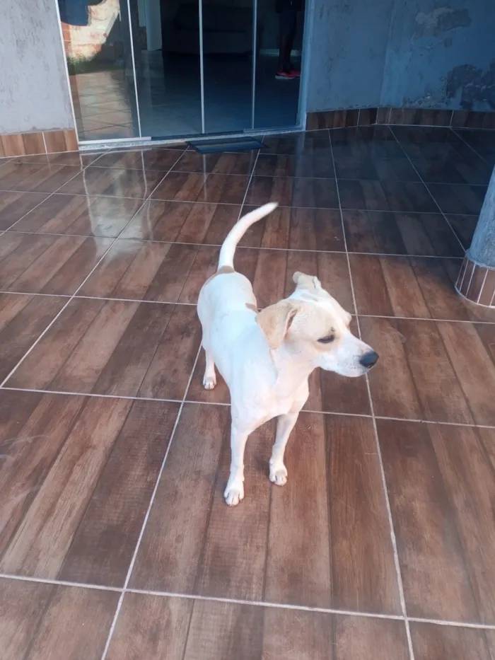 Cachorro raça SRD-ViraLata idade 5 anos nome Tovi