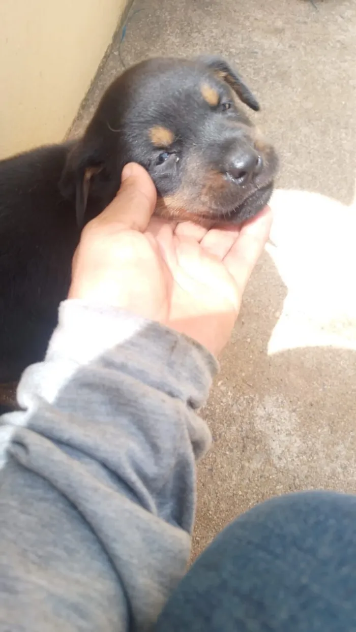Cachorro raça Rottweiler idade Abaixo de 2 meses nome filhote