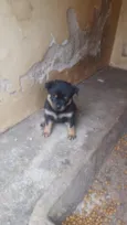 Cachorro raça Rottweiler idade Abaixo de 2 meses nome filhote