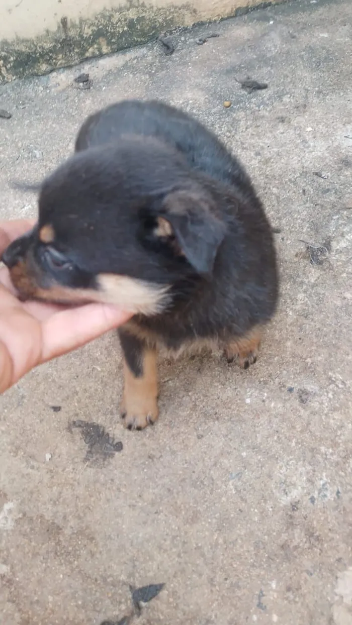 Cachorro raça Rottweiler idade Abaixo de 2 meses nome filhote