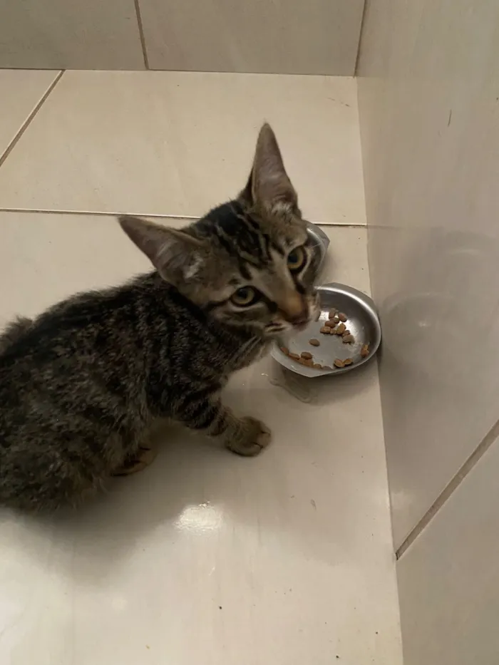 Gato raça SRD-ViraLata idade Abaixo de 2 meses nome Ainda não tem nome