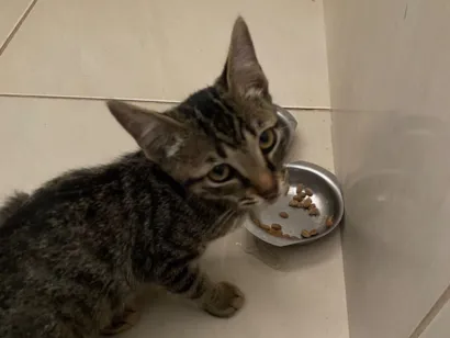 Gato raça SRD-ViraLata idade Abaixo de 2 meses nome Ainda não tem nome