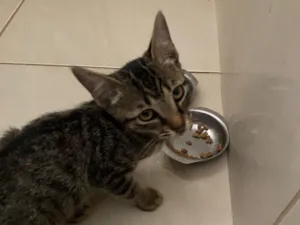 Gato raça SRD-ViraLata idade Abaixo de 2 meses nome Ainda não tem nome