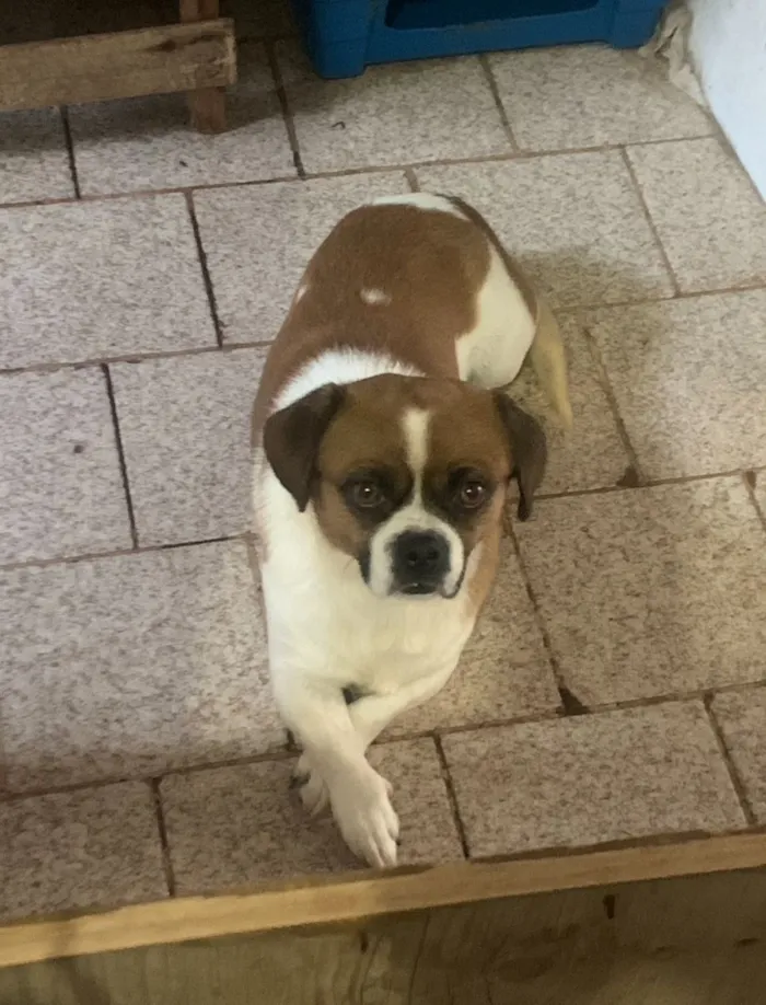 Cachorro raça SRD-ViraLata idade 6 ou mais anos nome Nick 