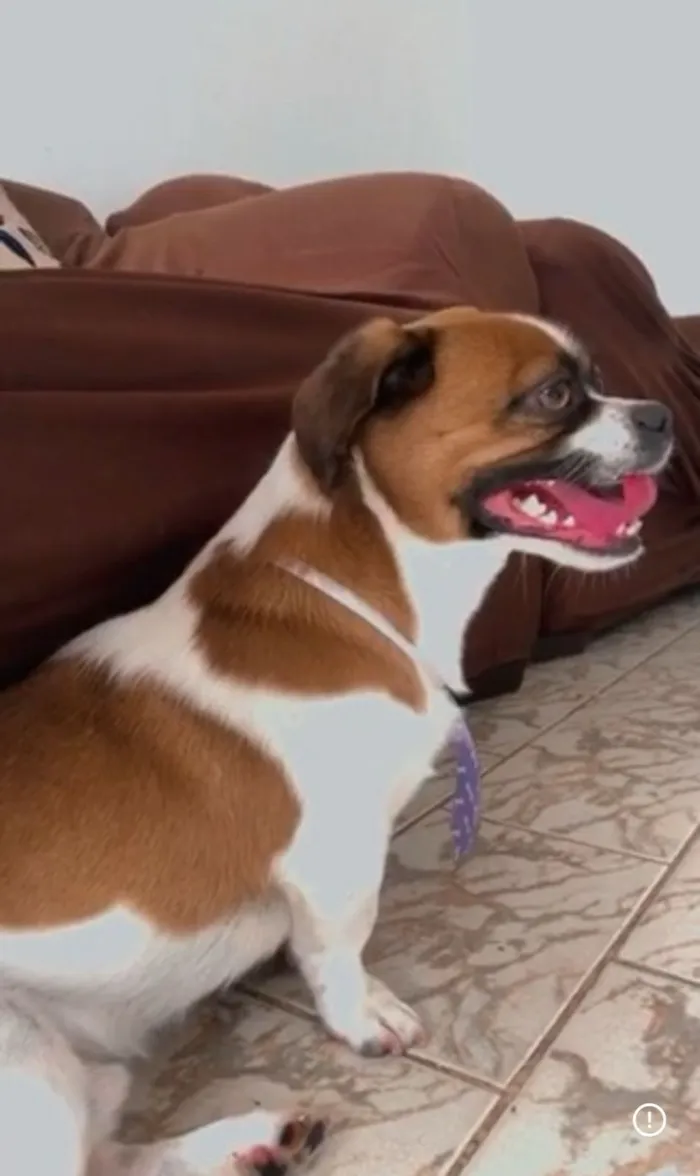 Cachorro raça SRD-ViraLata idade 6 ou mais anos nome Nick 