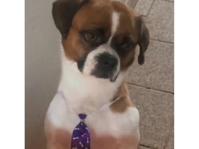 Cachorro raça SRD-ViraLata idade 6 ou mais anos nome Nick 