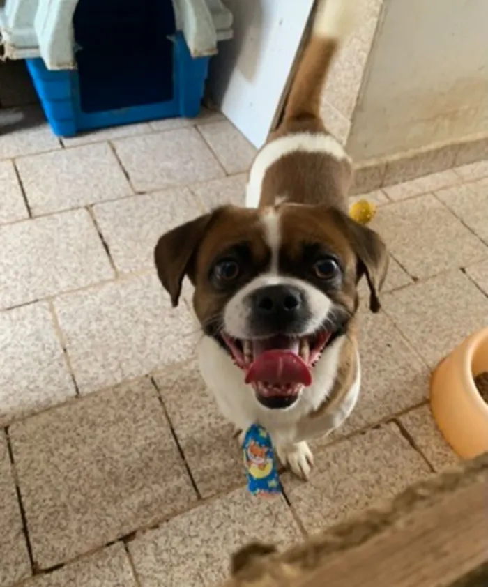 Cachorro raça SRD-ViraLata idade 6 ou mais anos nome Nick 