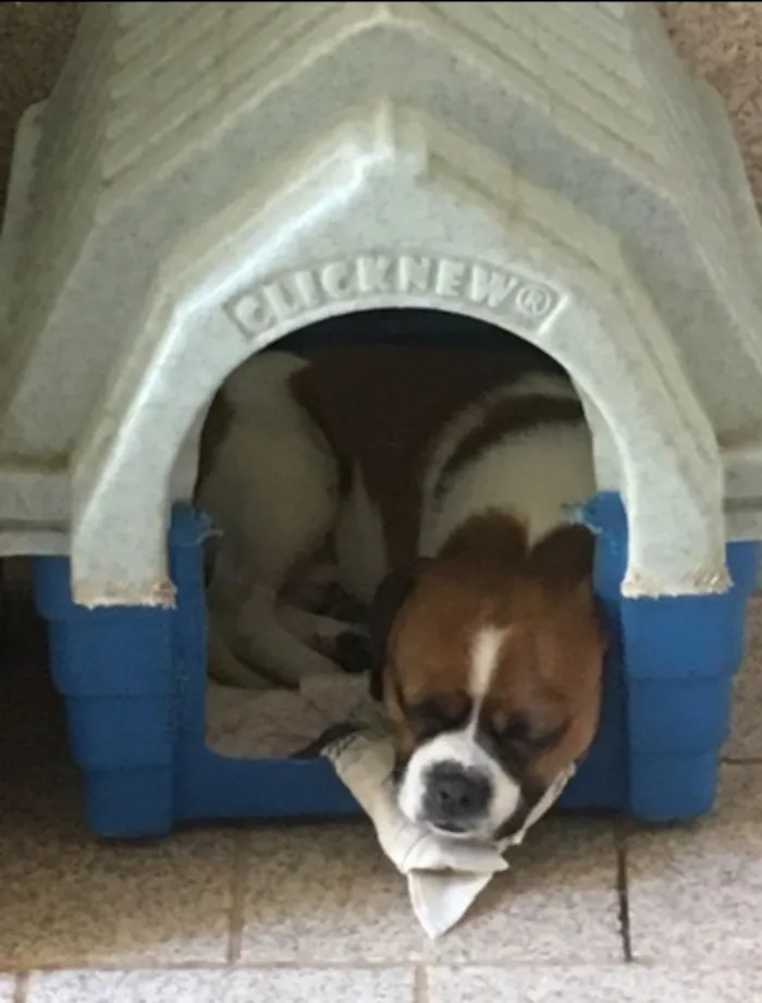 Cachorro raça SRD-ViraLata idade 6 ou mais anos nome Nick 