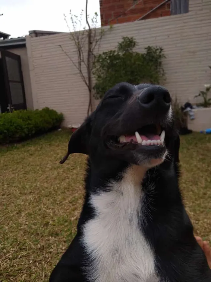 Cachorro raça SRD-ViraLata idade 4 anos nome Pirulito