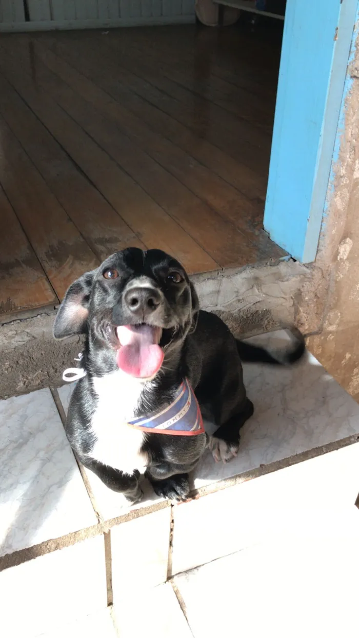 Cachorro raça SRD-ViraLata idade 4 anos nome Pirulito