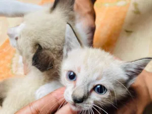 Gato raça Siamês idade 2 a 6 meses nome Sem nome 
