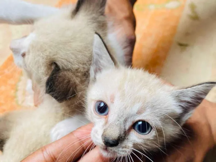 Gato raça Siamês idade 2 a 6 meses nome Sem nome 