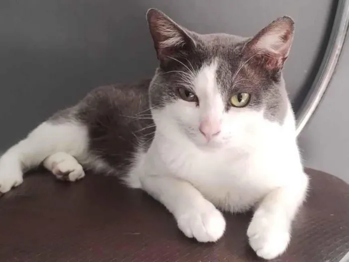 Gato raça SRD-ViraLata idade 1 ano nome jojo