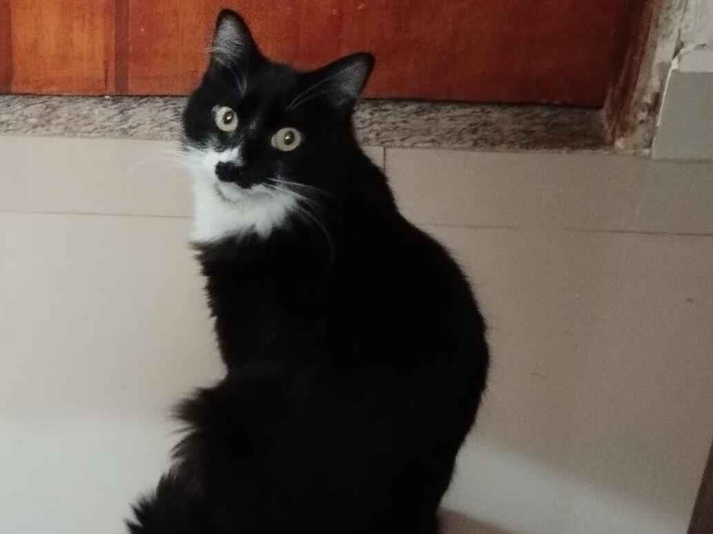 Gato raça SRD-ViraLata idade 2 anos nome Paçoca e Ted 