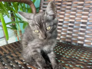 Gato raça SRD-ViraLata idade Abaixo de 2 meses nome Sem nome