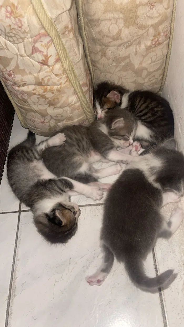 Gato raça SRD-ViraLata idade 2 a 6 meses nome Lays