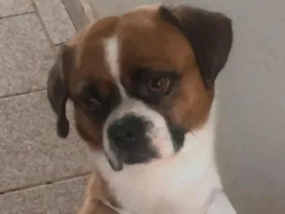 Cachorro raça Shitzu idade 5 anos nome Nick 
