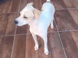 Cachorro raça SRD-ViraLata idade 5 anos nome Tovi