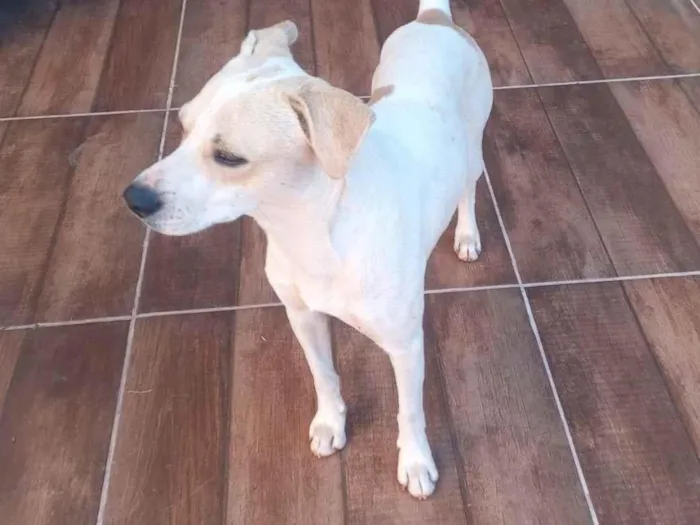 Cachorro raça SRD-ViraLata idade 5 anos nome Tovi
