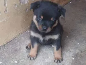 Cachorro raça Rottweiler idade Abaixo de 2 meses nome filhote