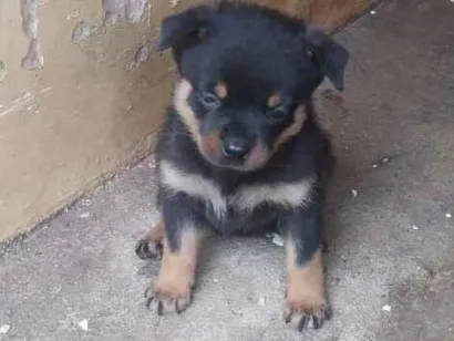 Cachorro raça Rottweiler idade Abaixo de 2 meses nome filhote