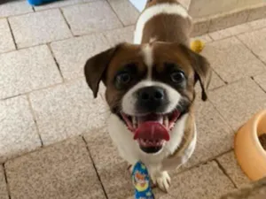 Cachorro raça SRD-ViraLata idade 6 ou mais anos nome Nick 