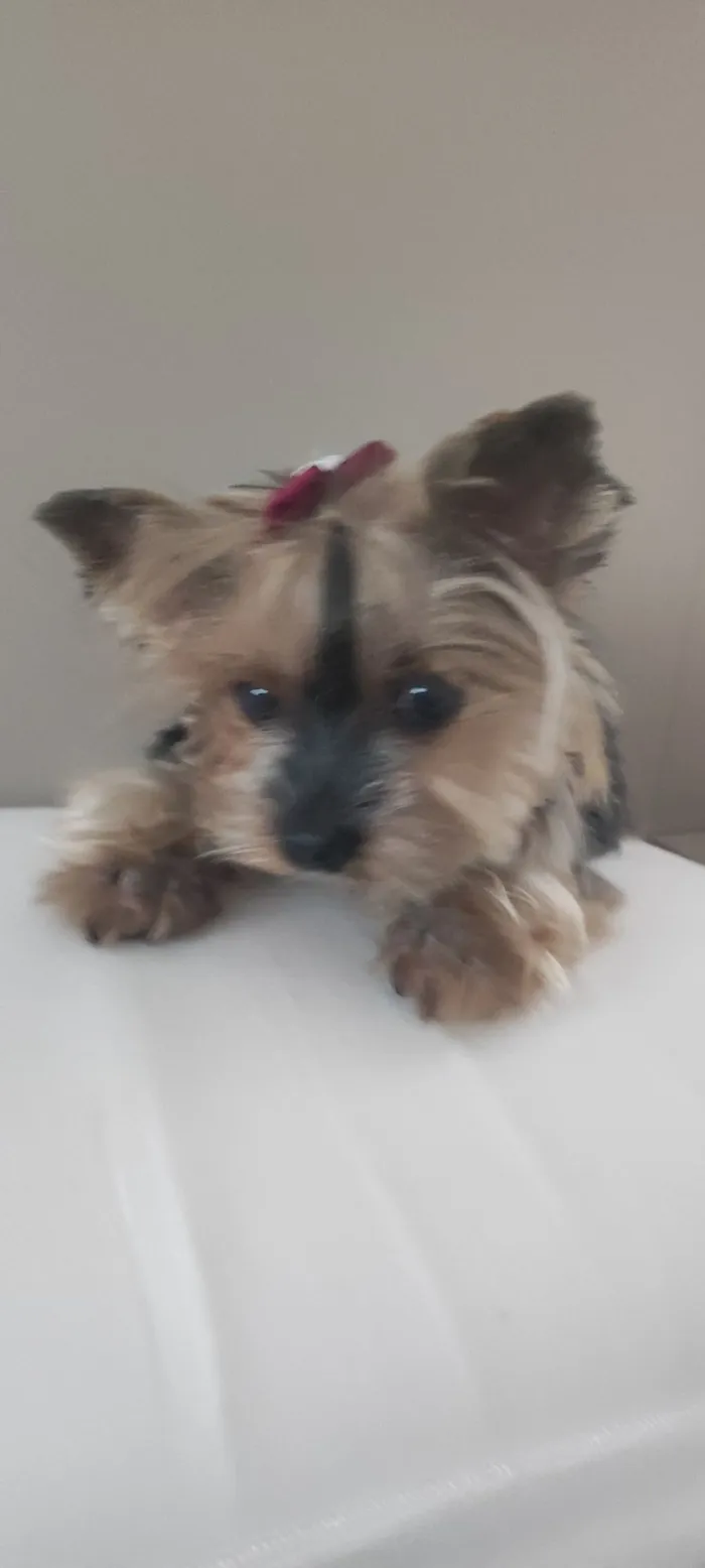 Cachorro raça Yorkshire idade 6 ou mais anos nome Bebita 