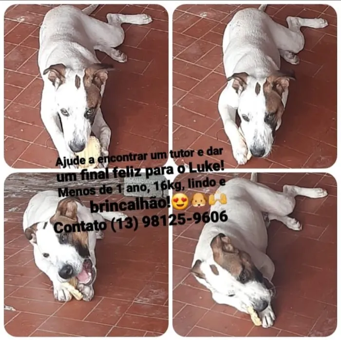 Cachorro raça SRD-ViraLata idade 7 a 11 meses nome Luke