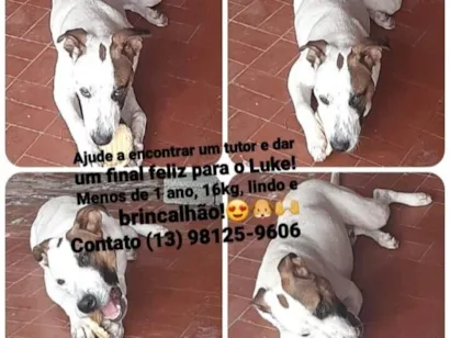 Cachorro raça SRD-ViraLata idade 7 a 11 meses nome Luke