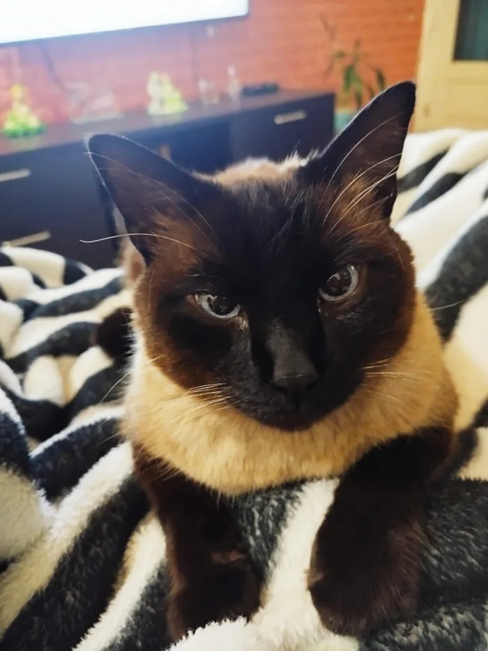 Gato raça Siamês idade 4 anos nome Blue 