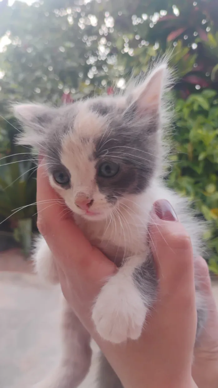 Gato raça SRD-ViraLata idade 2 a 6 meses nome Boo