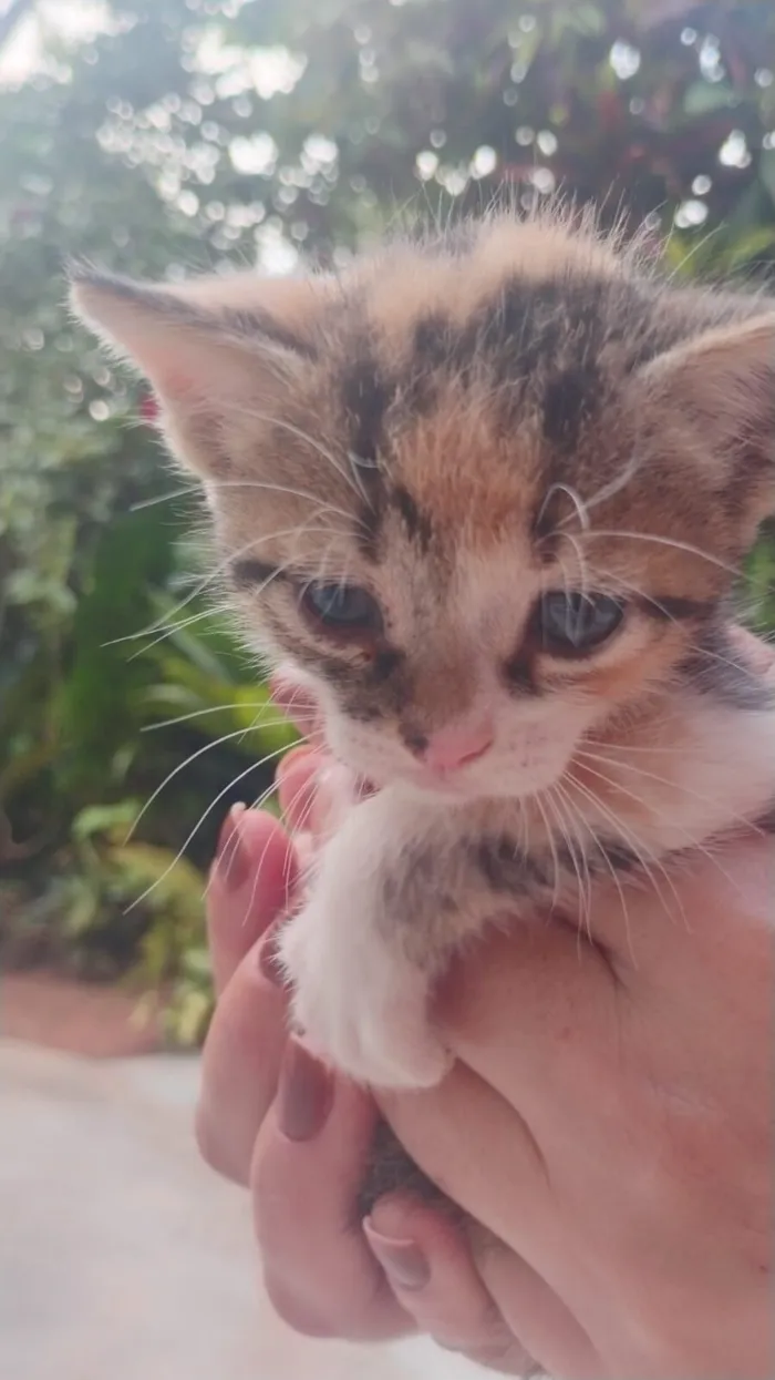 Gato raça SRD-ViraLata idade 2 a 6 meses nome Abelhinha 