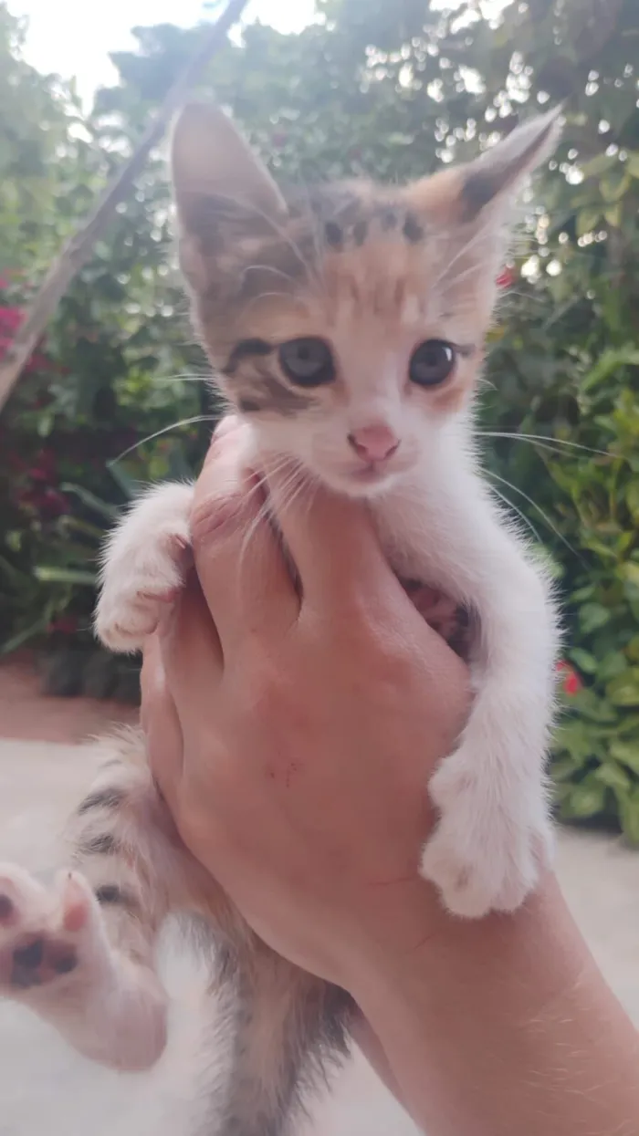 Gato raça SRD-ViraLata idade 2 a 6 meses nome Flor