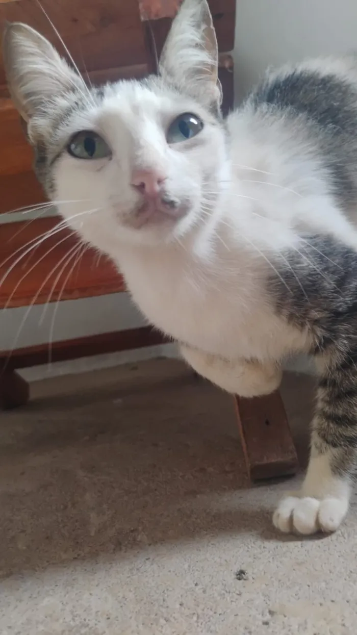 Gato raça SRD-ViraLata idade 2 anos nome Juju