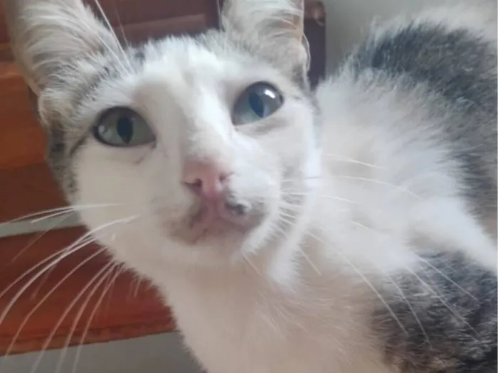 Gato raça SRD-ViraLata idade 2 anos nome Juju