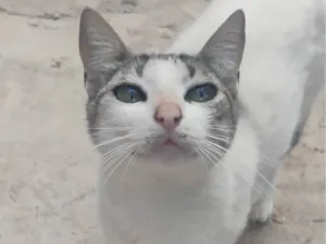 Gato raça SRD-ViraLata idade 3 anos nome Branca