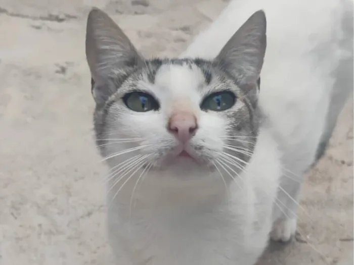 Gato raça SRD-ViraLata idade 3 anos nome Branca