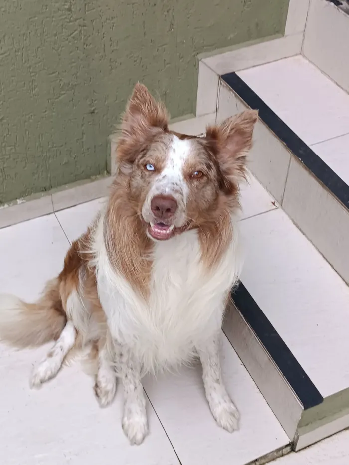 Cachorro raça Border Collie  idade 3 anos nome Buddy 