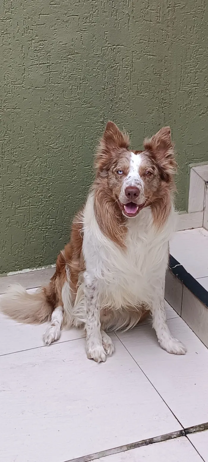Cachorro raça Border Collie  idade 3 anos nome Buddy 