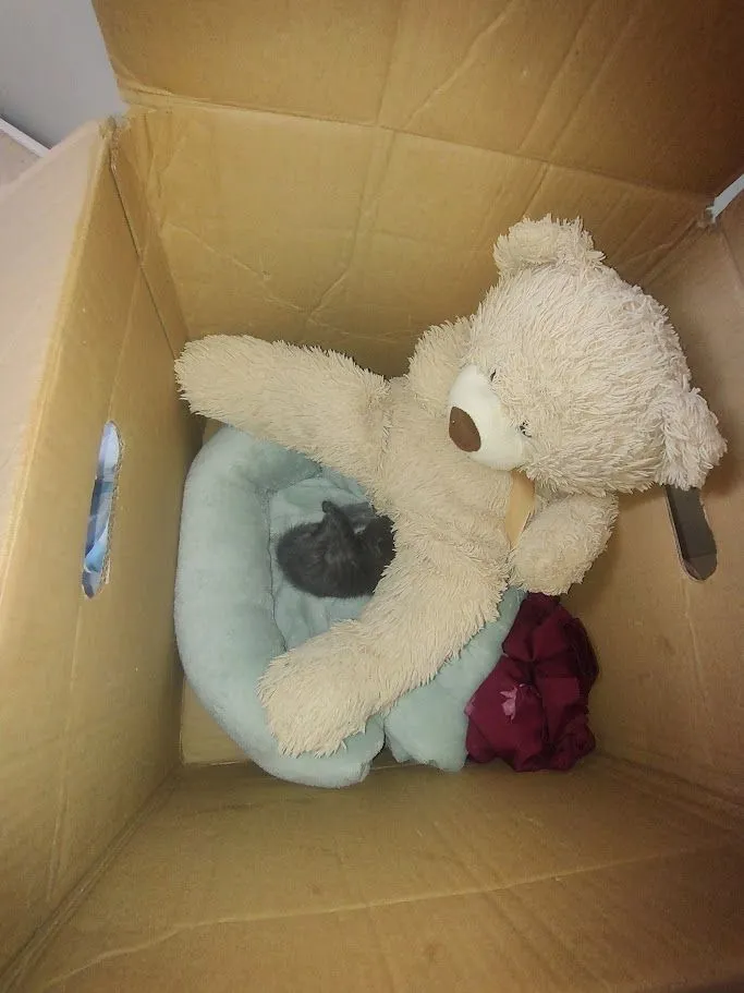 Gato raça SRD-ViraLata idade Abaixo de 2 meses nome Sem nome