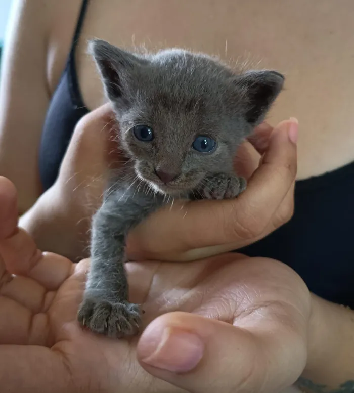 Gato raça SRD-ViraLata idade Abaixo de 2 meses nome Sem nome