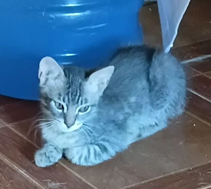 Gato raça SRD-ViraLata idade 2 a 6 meses nome Bebê 