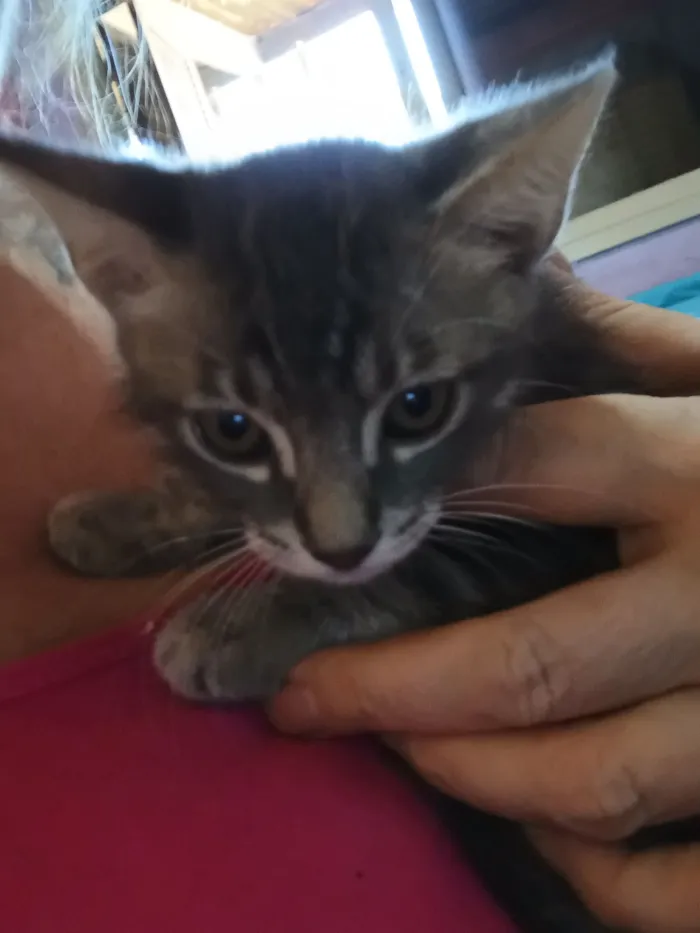 Gato raça SRD-ViraLata idade 2 a 6 meses nome Bebê 